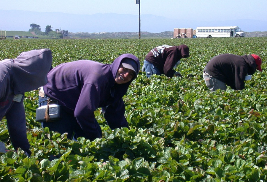 Image result for Farm Workers